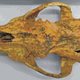 Illustration for article titled 33,000 year old dog skull discovered in Siberian cave